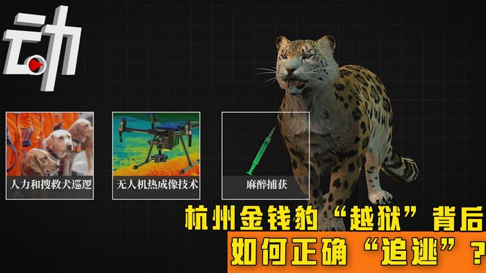 杭州金钱豹最新动态，科技引领生活，金钱豹展望未来